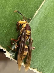 Polistes major major