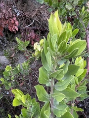 Arctostaphylos virgata