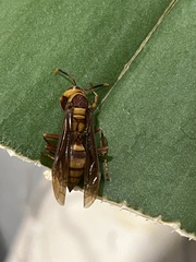 Polistes major major