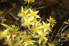 Calytrix depressa