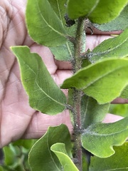 Arctostaphylos virgata