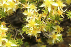 Calytrix depressa