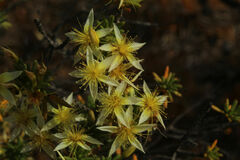 Calytrix depressa