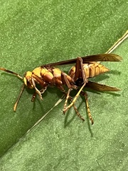 Polistes major major