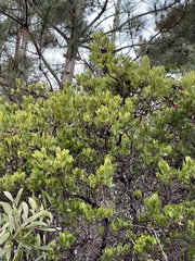 Arctostaphylos virgata
