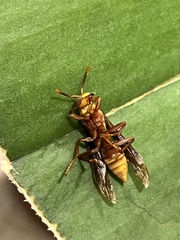 Polistes major major
