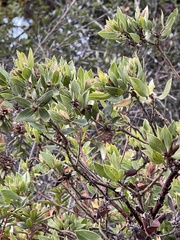 Arctostaphylos virgata