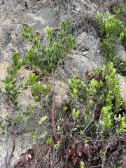 Arctostaphylos virgata