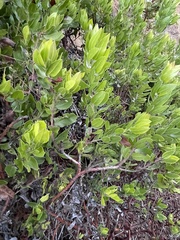 Arctostaphylos virgata