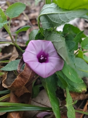 Ipomoea