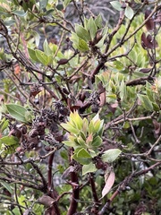 Arctostaphylos virgata