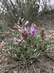 Astragalus missouriensis