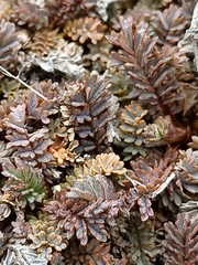 Acaena saccaticupula