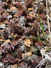 Acaena saccaticupula