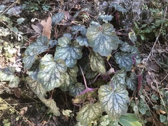 Heuchera glomerulata