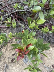 Arctostaphylos virgata