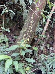 Cephalantheropsis obcordata