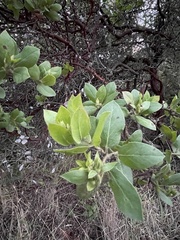 Arctostaphylos virgata