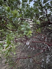 Arctostaphylos virgata