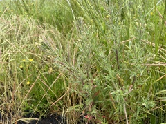Epilobium hirtigerum