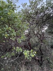 Arctostaphylos virgata