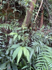 Cephalantheropsis obcordata
