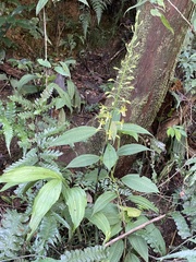 Cephalantheropsis obcordata