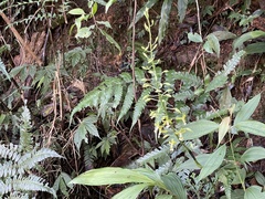 Cephalantheropsis obcordata