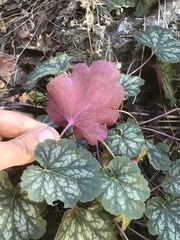 Heuchera glomerulata