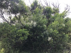 Phyllodineae