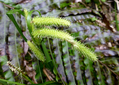 Carex forsteri