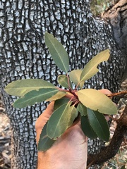 Arbutus arizonica