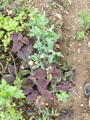 Tanacetum parthenium