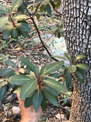 Arbutus arizonica
