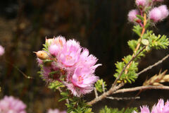 Verticordia pennigera