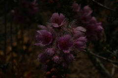 Verticordia pennigera
