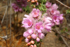 Verticordia pennigera