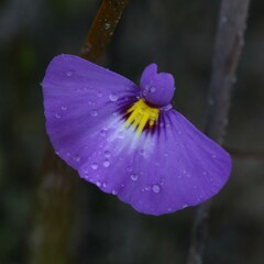 Utricularia petertaylorii