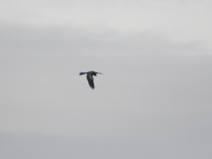 Anhinga melanogaster