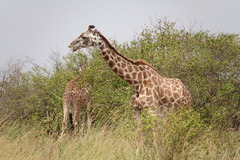 Giraffa camelopardalis tippelskirchi