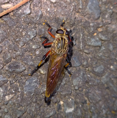 Dolopus simulans