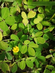 Arachis pintoi