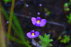 Utricularia petertaylorii