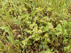 Trifolium glomeratum
