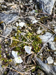 Ourisia caespitosa