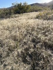 Eragrostis lehmanniana