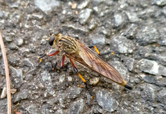 Dolopus simulans