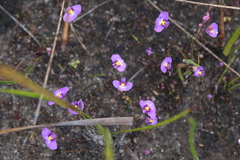 Utricularia petertaylorii