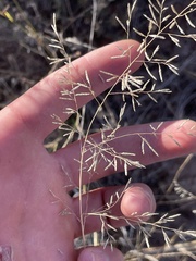 Eragrostis lehmanniana