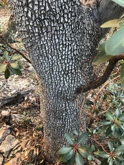 Arbutus arizonica
